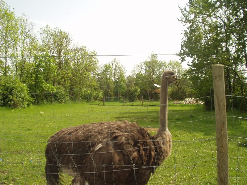saaremaa07.jpg