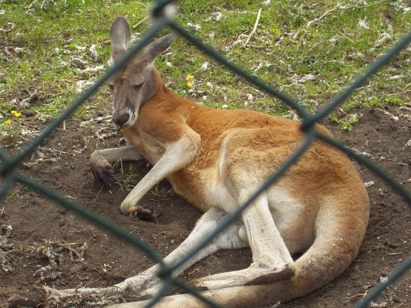 saaremaa09.jpg
