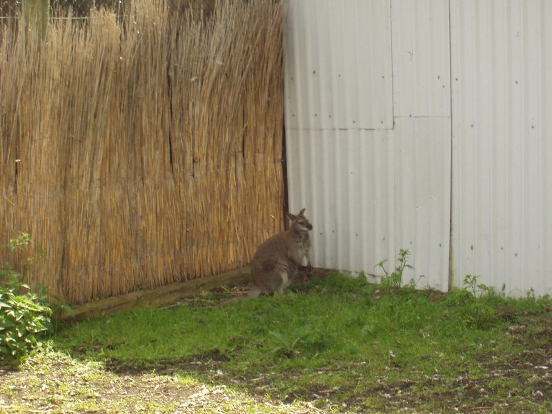 saaremaa10.jpg