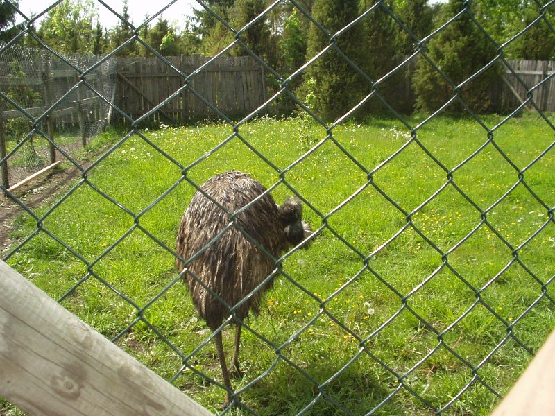 saaremaa11.jpg