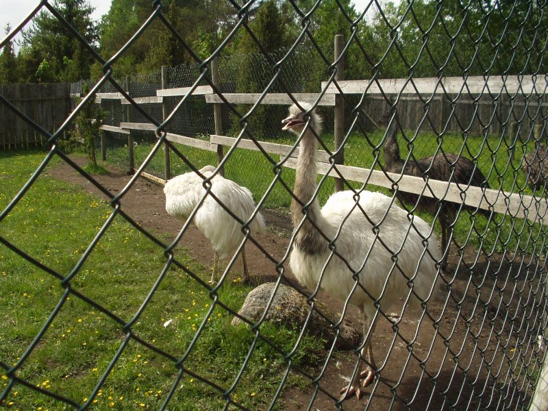 saaremaa12.jpg