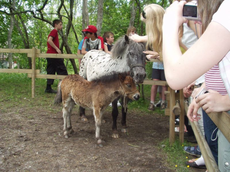saaremaa14.jpg
