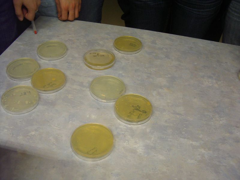 biotehnol_TY0809_10c0024.jpg