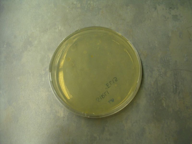biotehnol_TY0809_10c0027.jpg