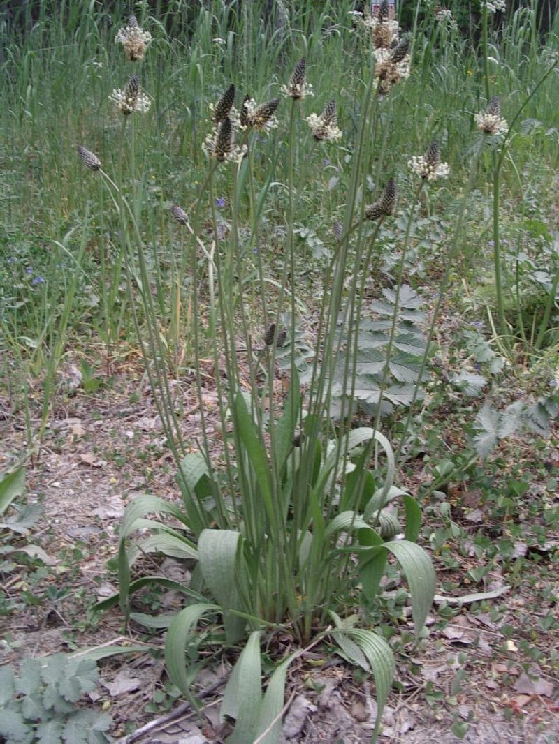 Kabli_08bot028.jpg