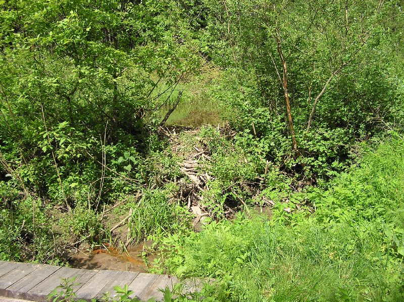 2008-pahni-62.jpg