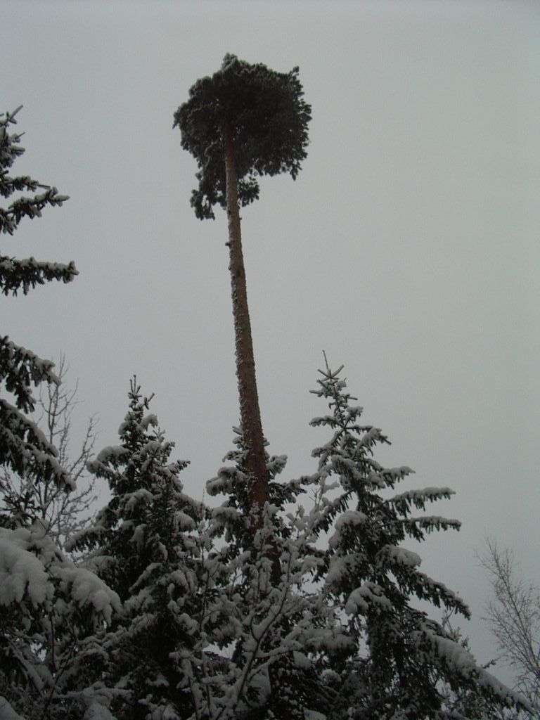 pungaprax080031.jpg