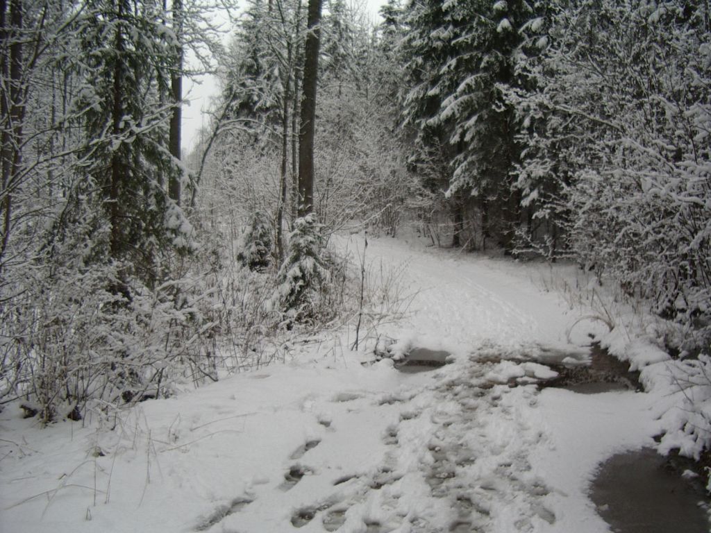 pungaprax080032.jpg