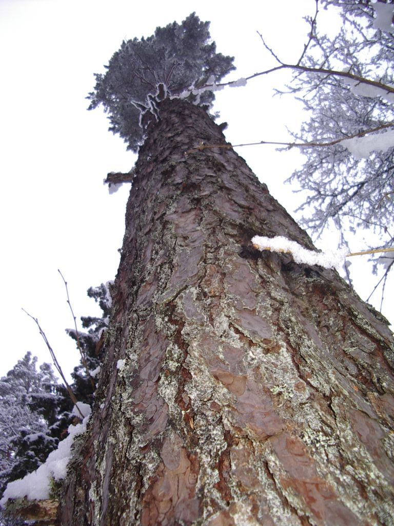 pungaprax080046.jpg