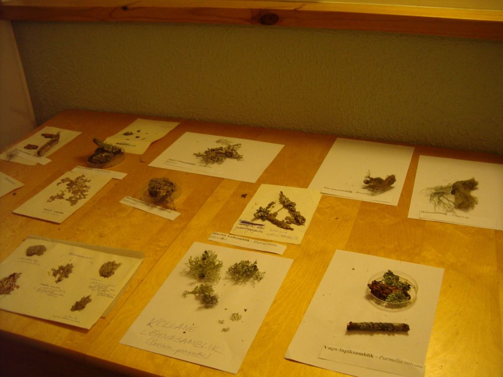 pungaprax080060.jpg