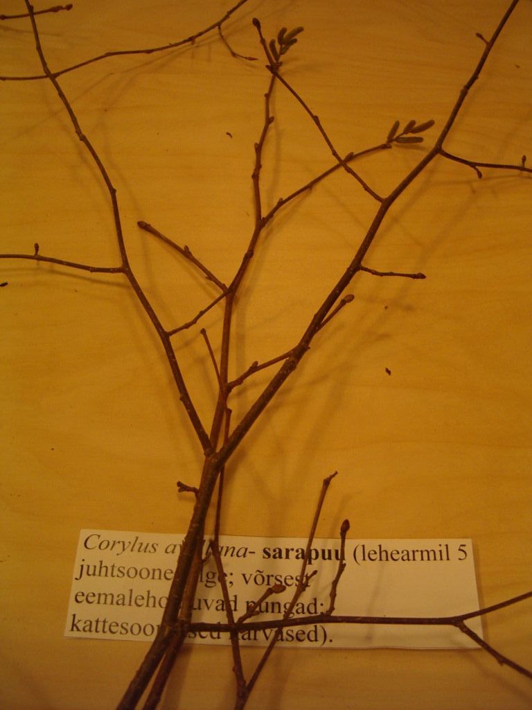 pungaprax080063.jpg