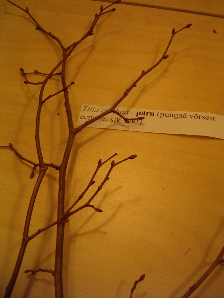 pungaprax080064.jpg