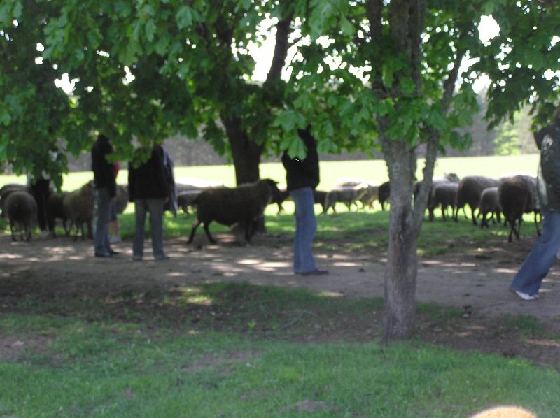 viljandi2008-122.jpg