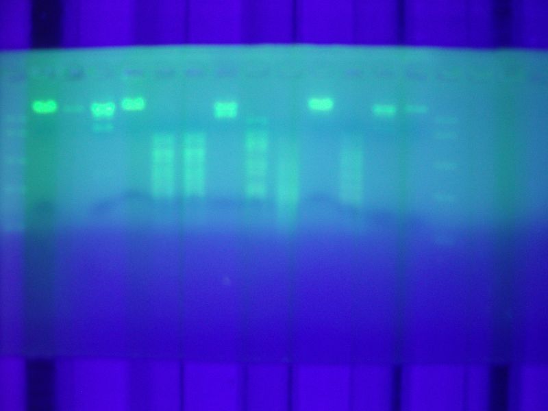 0910bioteh10c029.jpg