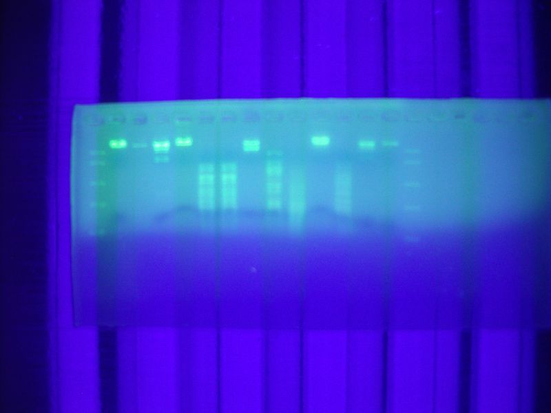 0910bioteh10c030.jpg
