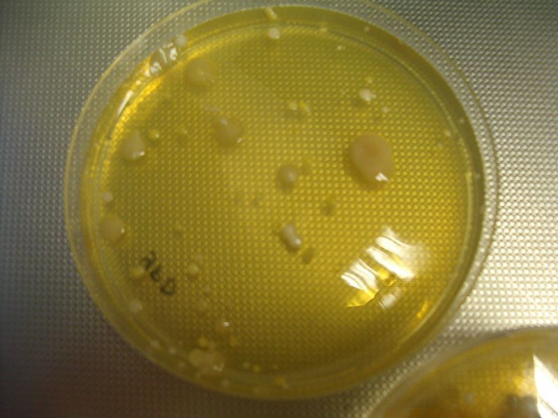 0910bioteh10c032.jpg