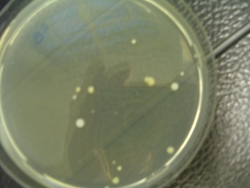 0910bioteh10c033.jpg