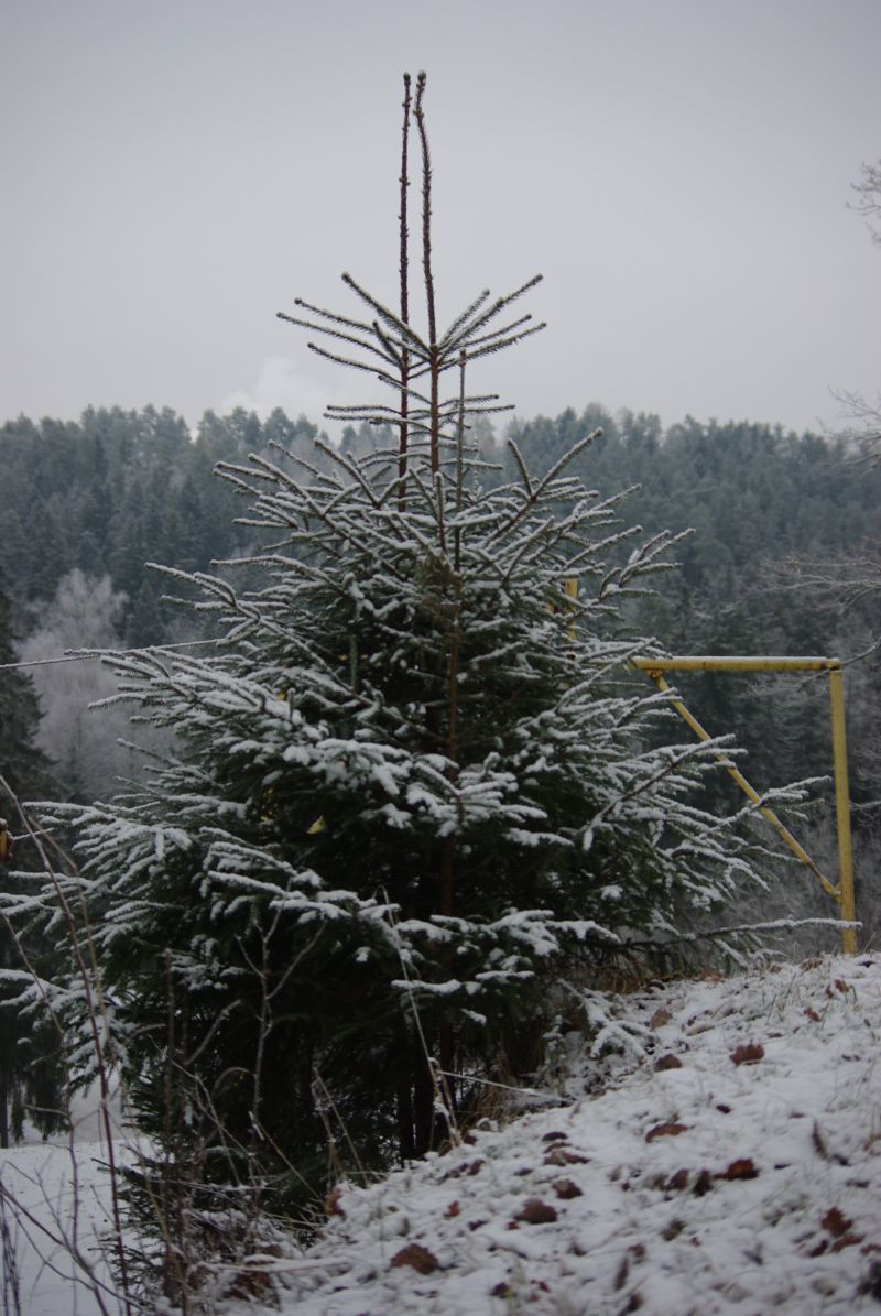0910punga094.jpg