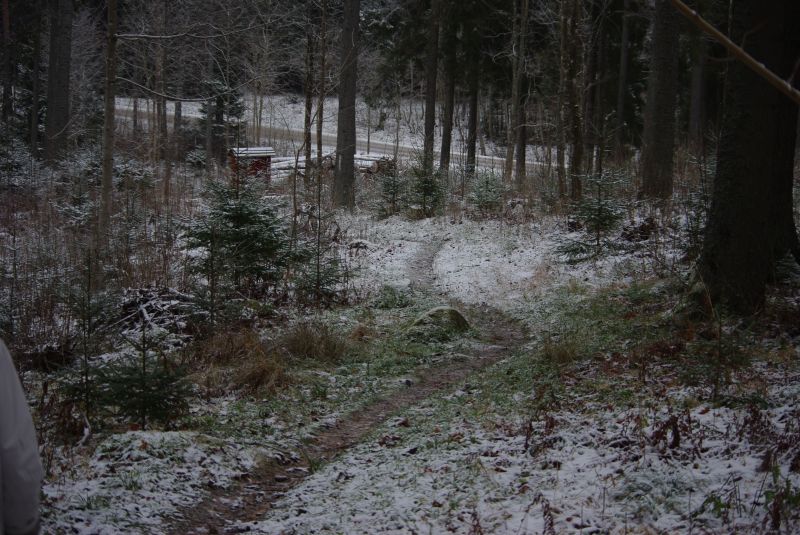 0910punga100.jpg