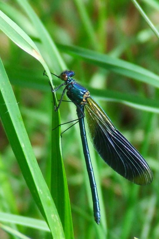 DSCF1427.JPG