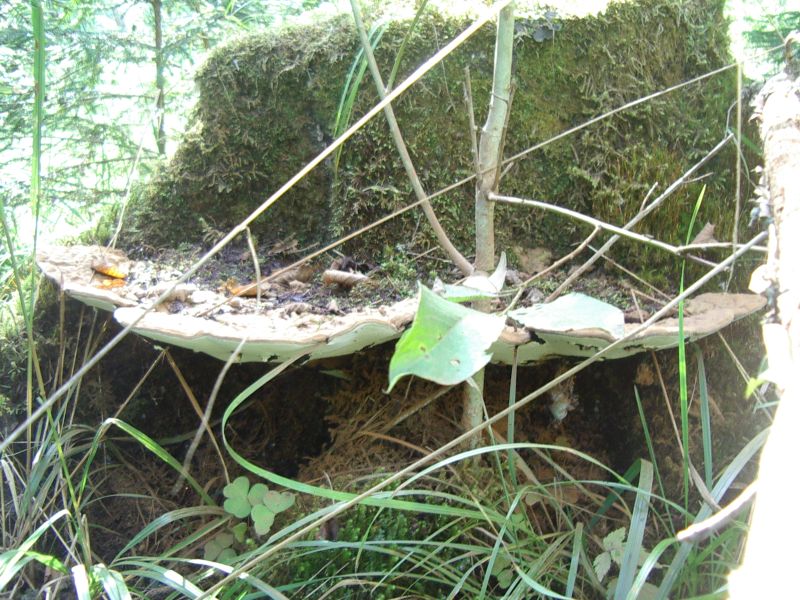 seeneprax0910_J2rvselja020.jpg