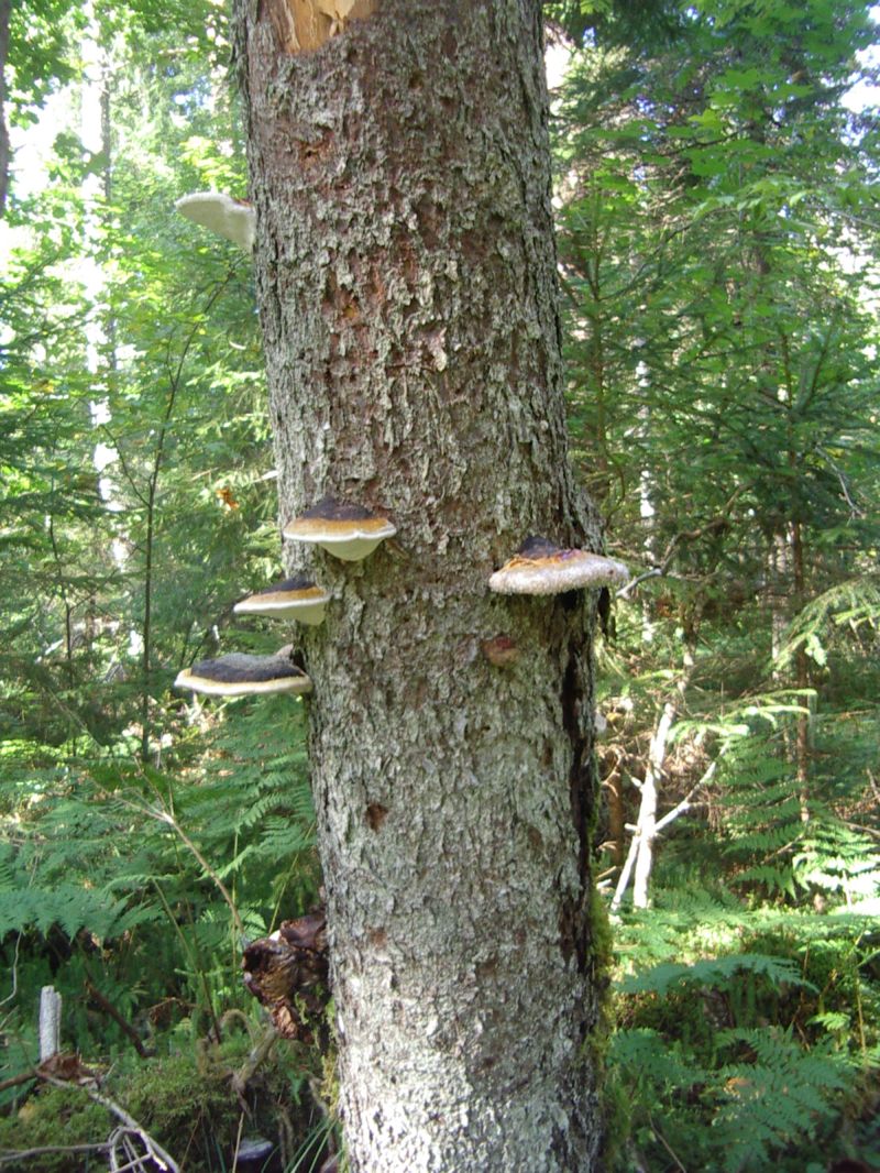 seeneprax0910_J2rvselja037.jpg