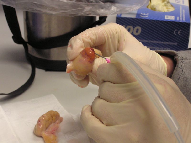 20102011embryoteh10c002.jpg