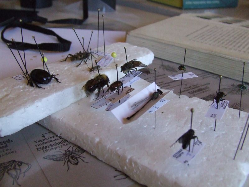 DSCF5138.JPG