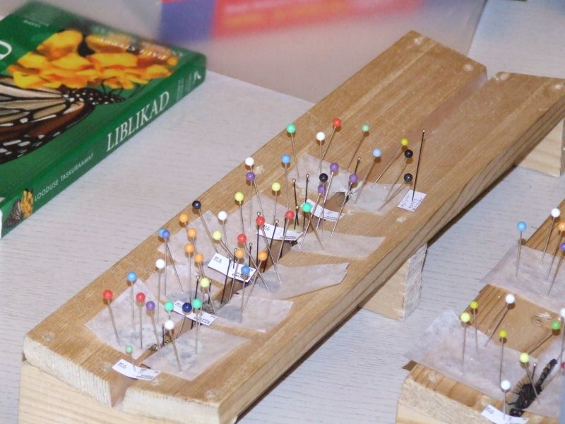 DSCF5175.JPG