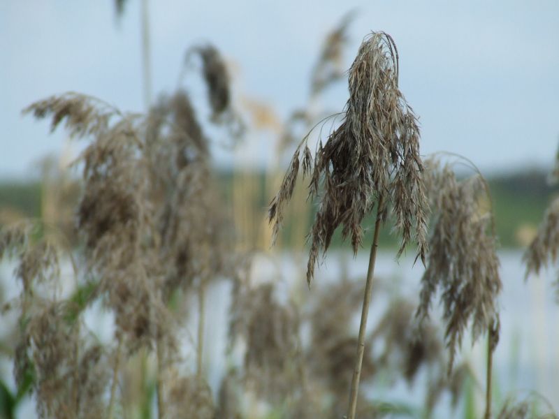 DSCF5200.JPG