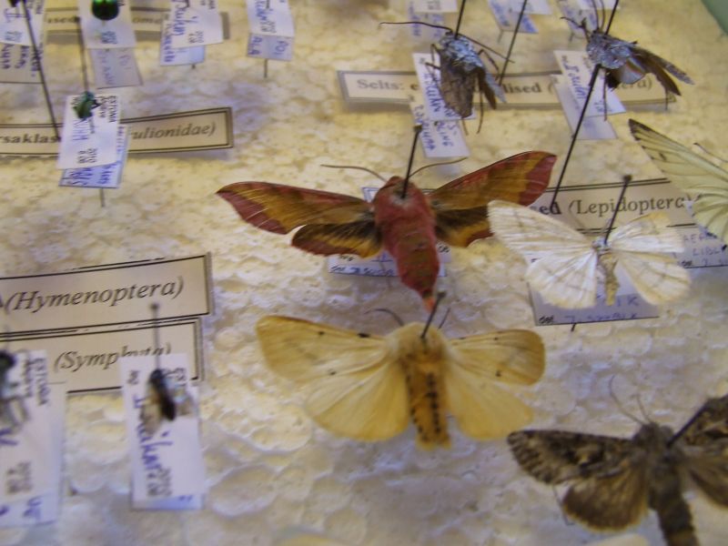 DSCF5248.JPG