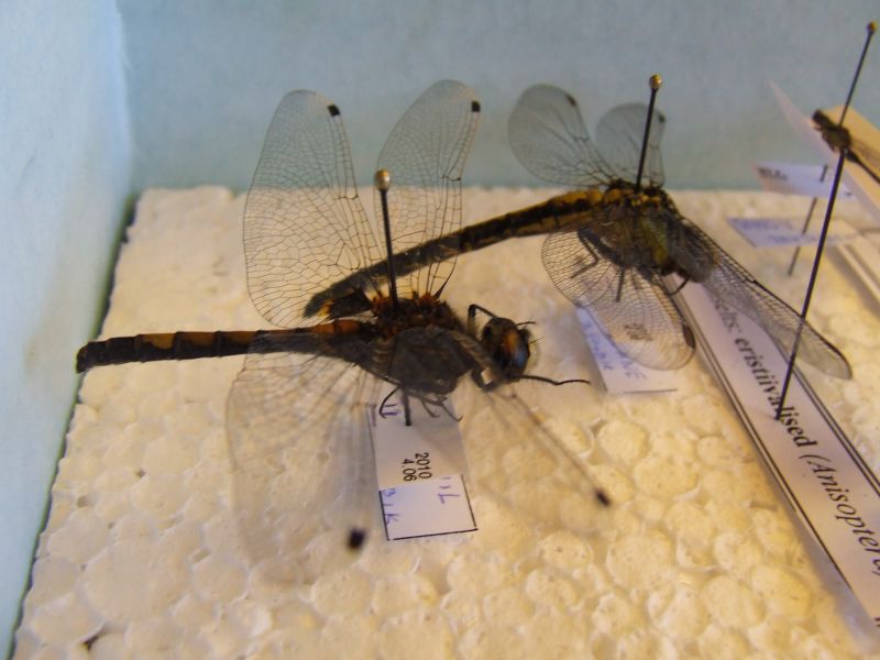 DSCF5256.JPG
