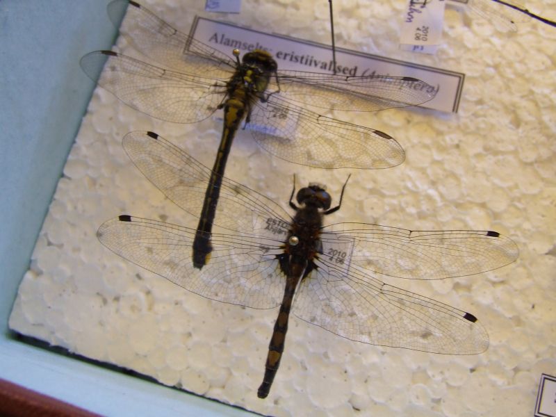 DSCF5258.JPG