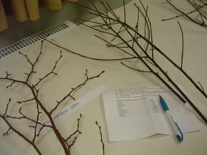 20102011pungaKirna027.jpg