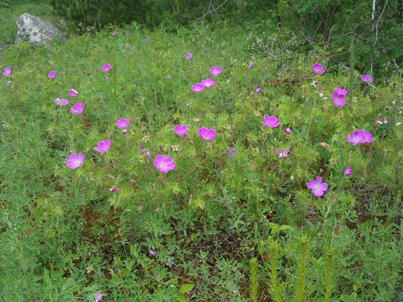 Botaanika0910Kihnu008.jpg