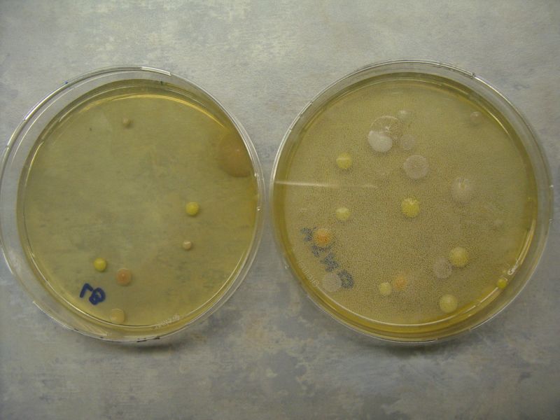 20112012_10cbioteh015.jpg