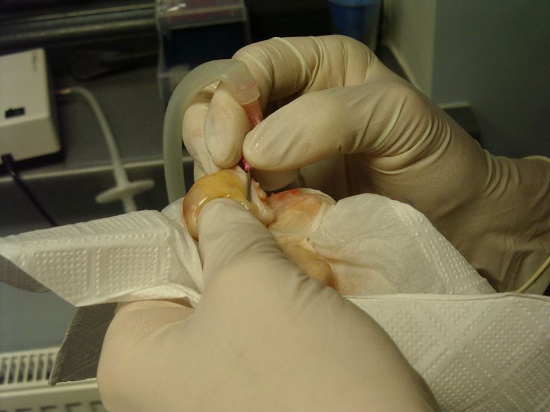 20112012_10cembryoteh005.jpg