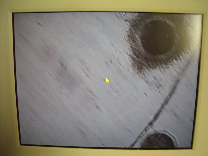 20112012_10cembryoteh017.jpg