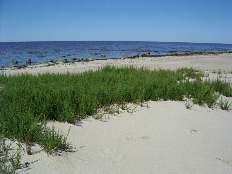 20102011botaanika_Kabli014.jpg