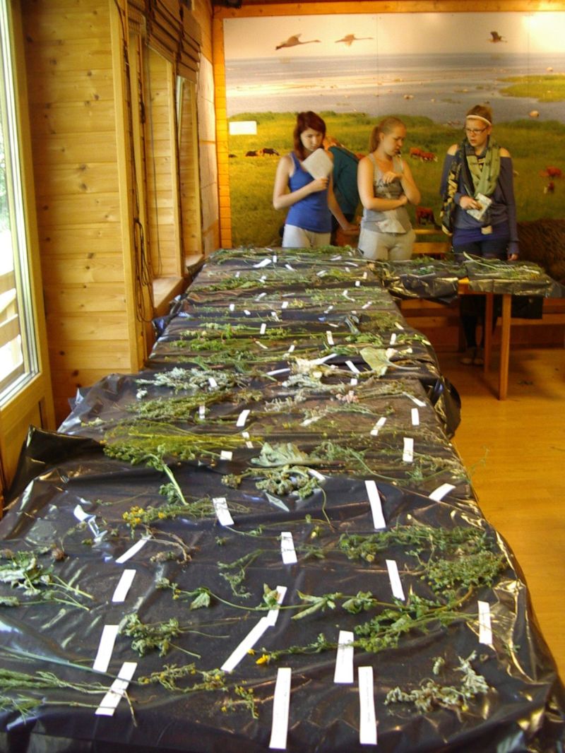 20102011botaanika_Kabli028.jpg