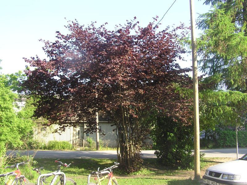 ymbrus-0005.jpg