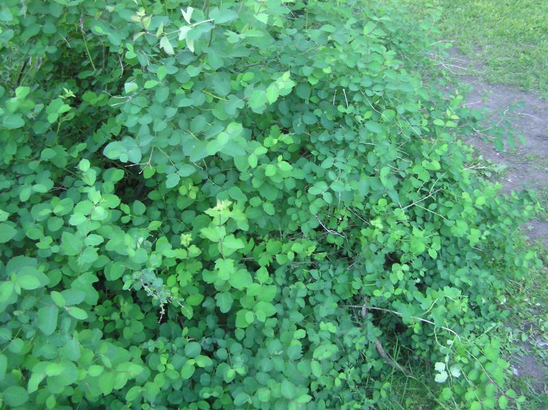 ymbrus-1106.jpg