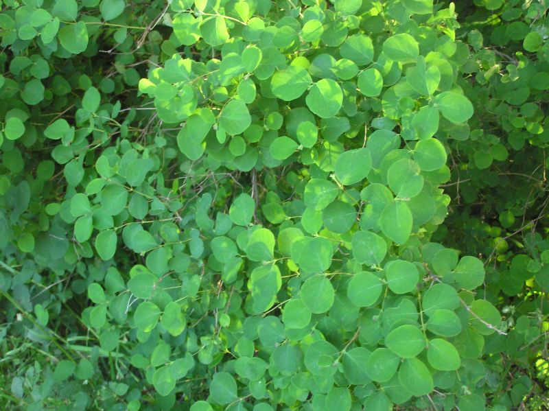 ymbrus-1109.jpg