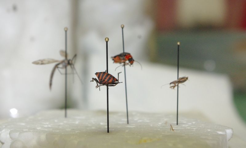 2011zooloog028.jpg
