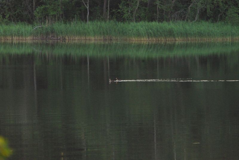 2011zooloog070.jpg