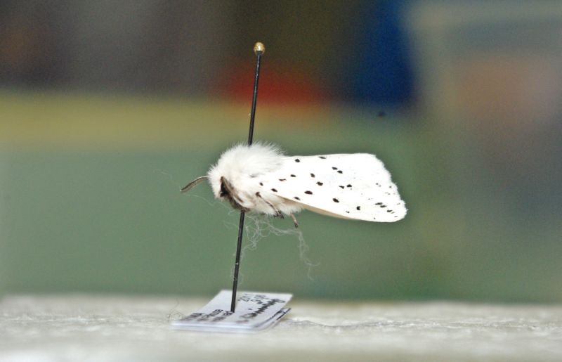 2011zooloog074.jpg
