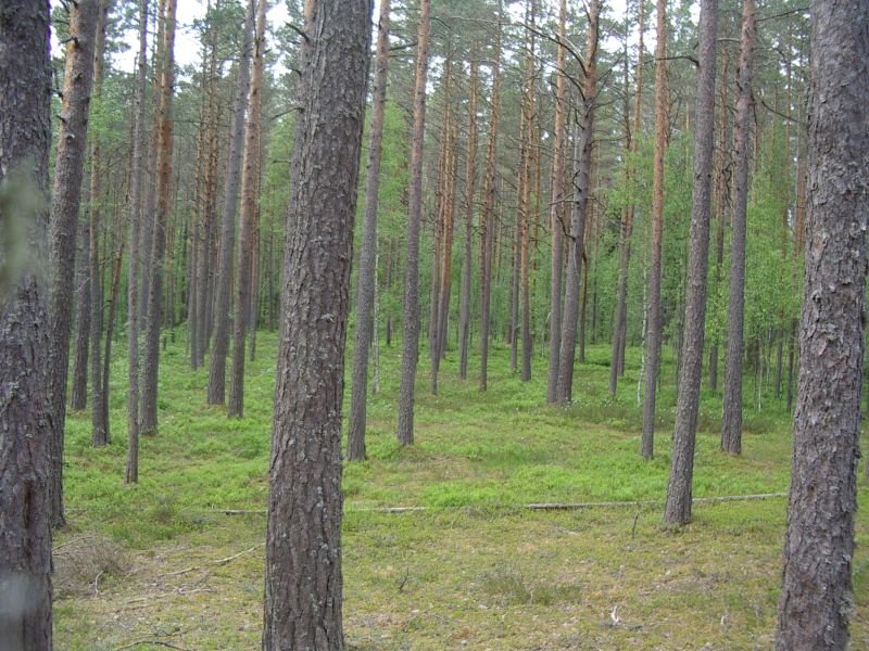 Botaanika10bKauksi018.jpg