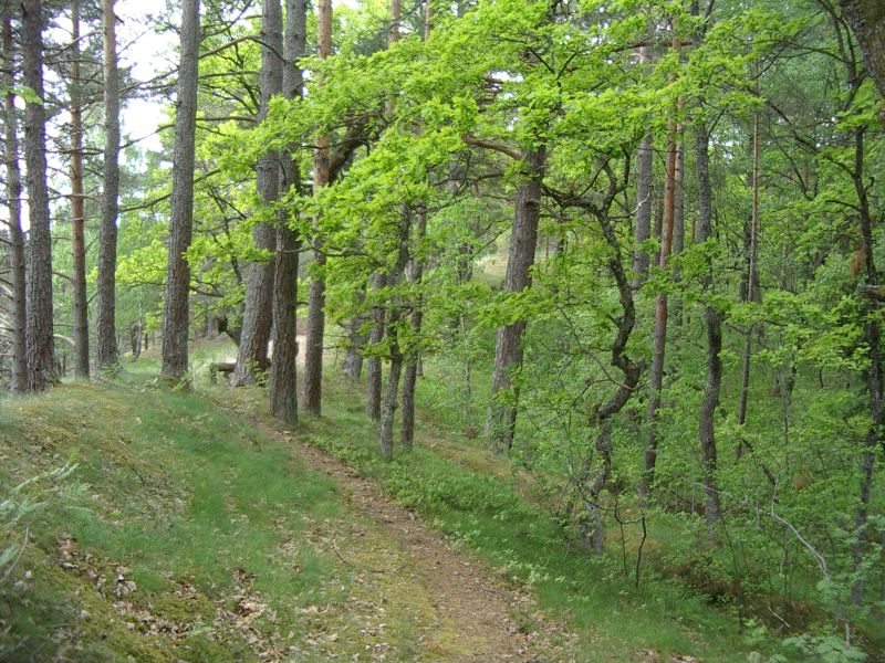 Botaanika10bKauksi034.jpg