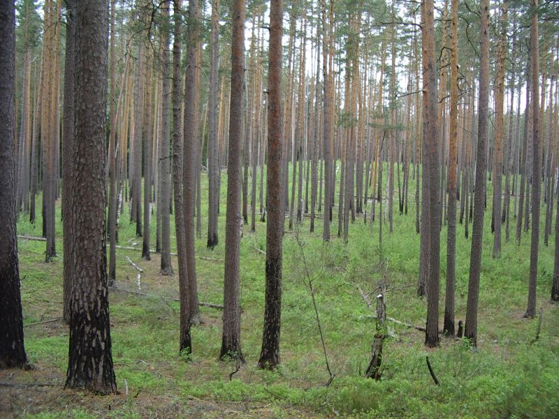 Botaanika10mIlumetsa006.jpg