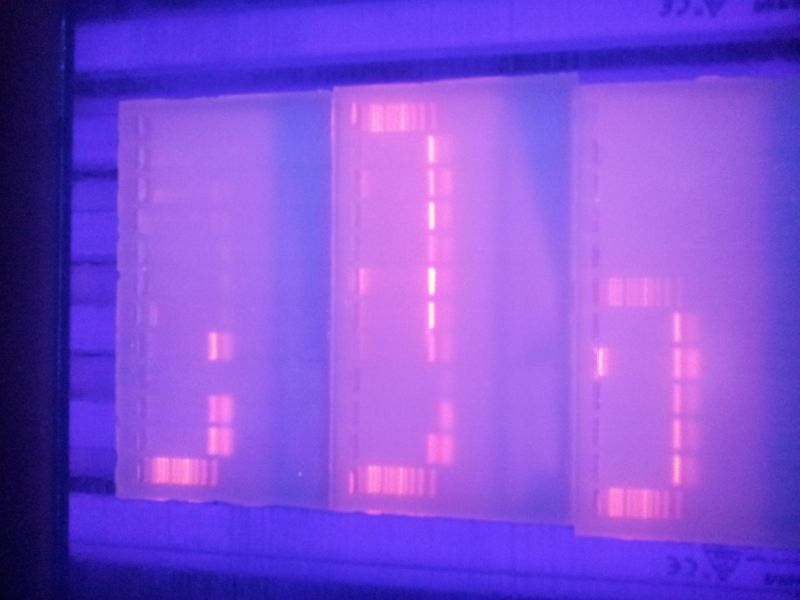 12b12m20132014TY_biotehn046.jpg